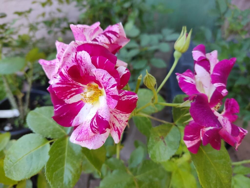 Но покажу только эту розу. С необычной окраской.