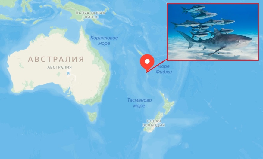 Отдаленный остров Норфолк, в южной части Тихого океана, является самой высокой известной концентрацией тигровых акул в мире. Прибрежные воды просто кишат тигровыми акулами.