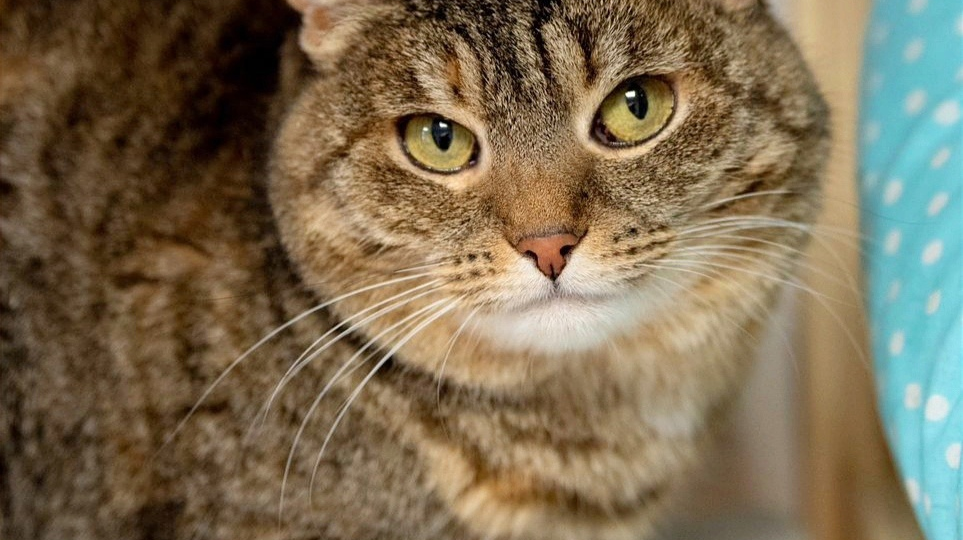 Тусенька, ласковая и скромная девочка, очень ждёт свою семью в приюте.