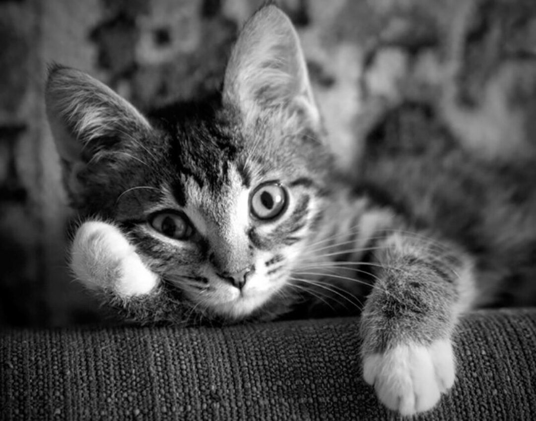 источник Яндекс-картинки