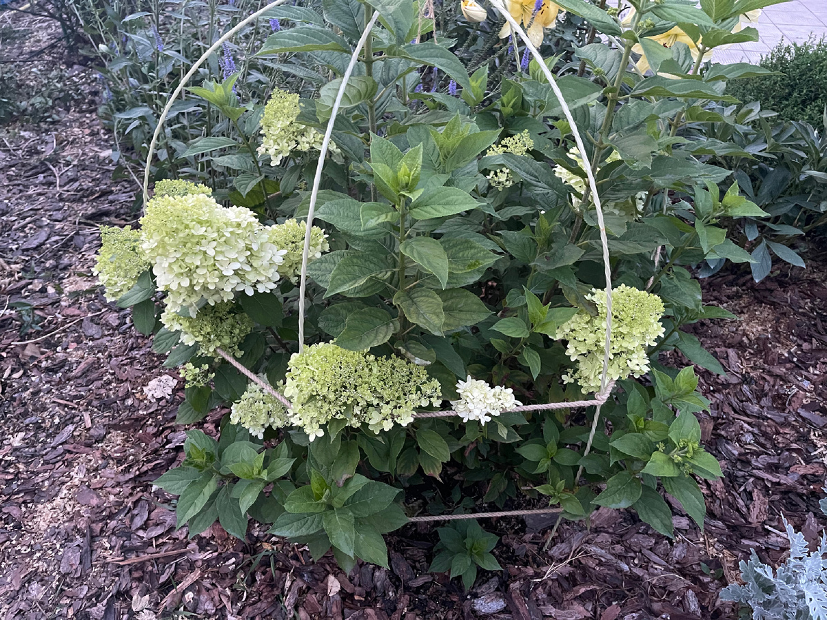 СОРТ ЛАЙМ ЛАЙТ