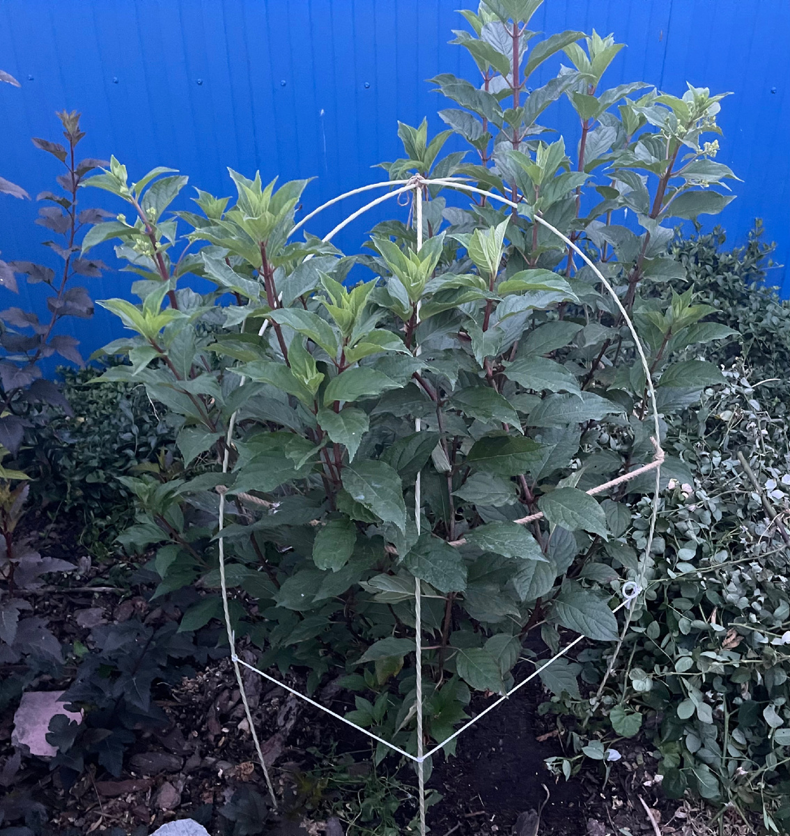 СОРТ ВАНИЛА ФРАЙЗ