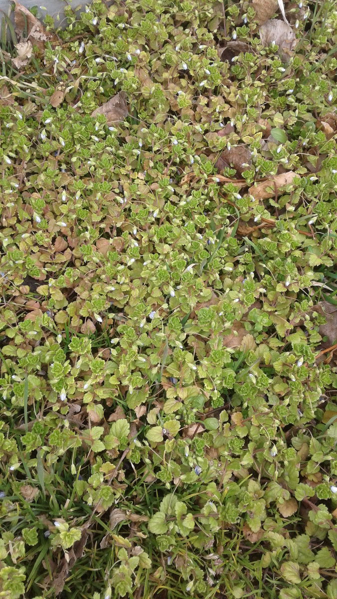 Вероника Дубравная