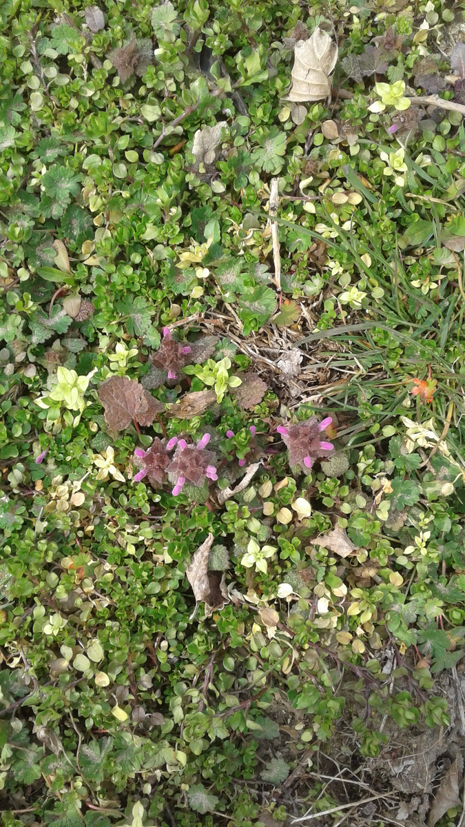 Первые признаки Весны.