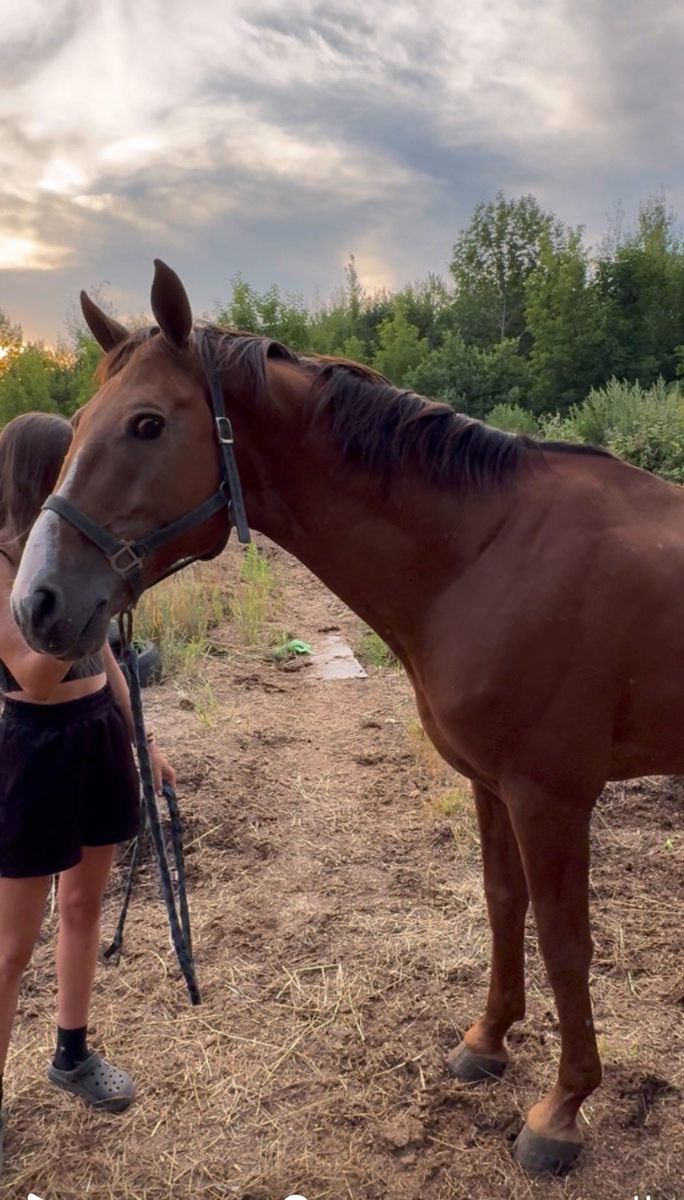 Донской Блеск, которого хоронят всем интернетом