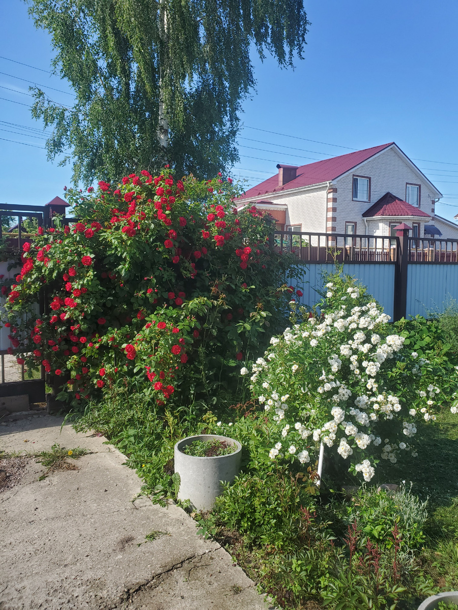 Для сравнения с могуществом Фламентанц.