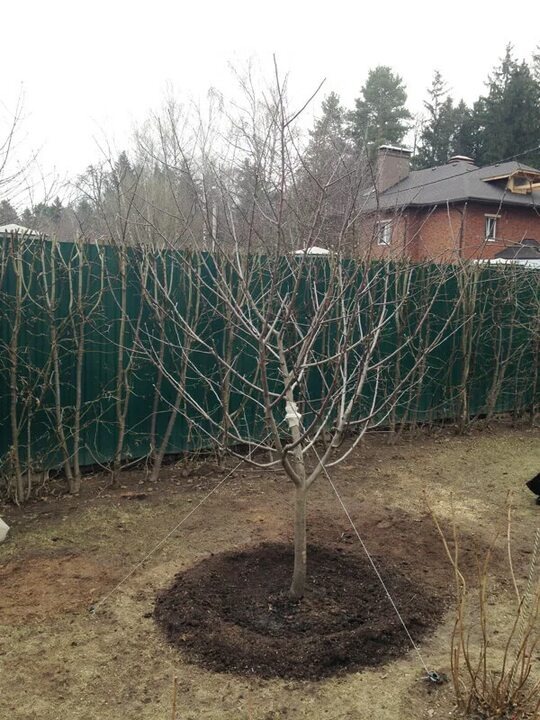 Подвязка деревьев может быть необходима в случаях, когда участок, где растёт дерево, нестабилен (на склоне, подвергается воздействию сильного ветра, почва слишком влажная или песчаная). Для подвязки деревьев рекомендуется использовать мягкий и широкий материал: полоску ткани, колготки, резину (например, внутреннюю камеру от шины). Нельзя допускать прямого контакта проволоки, кабелей или верёвок с корой. Это может привести к ранам, которые открывают путь для болезней и вредителей. Последовательность подвязки деревьев:1. Отметьте периметр корневого кома. 2. Вбейте колья вокруг него на глубину не менее 45 сантиметров. 3. Найдите правильное место для подвязки. Ремни должны быть достаточно низкими, чтобы крона дерева могла слегка раскачиваться, но и достаточно высокими, чтобы ствол тоже мог слегка двигаться. Как правило, это будет от ½ до 2/3 длины ствола. 4. Привяжите дерево к кольям. Оберните одну из лент подвязок вокруг дерева в выбранном месте. Аккуратно потянув за ленту дерево на себя, продолжая осторожно тянуть, привяжите подвязку к опоре. Не натягивайте слишком туго: ремни должны немного провисать, чтобы ствол мог немного двигаться. Убирать опоры рекомендуется после того, как у дерева разовьётся достаточно сильная корневая система. Молодому дереву требуется один вегетационный период, чтобы пустить сильные корни. Периодически проверяйте дерево и при необходимости регулируйте натяжение канатов. Небольшой люфт поможет укрепить корни, а в случае сильного ветра дерево с меньшей вероятностью сломается. 