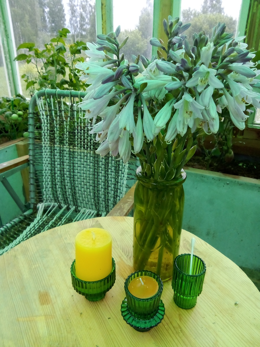 Букет недели в теплице-беседке сегодня из цветущих хост, красиво перекликается с цветами баклажанов💜