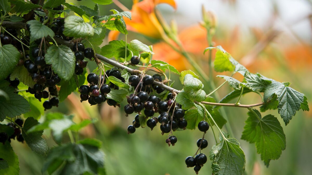 Фото: Nikolay Gyngazov/Globallookpress.com