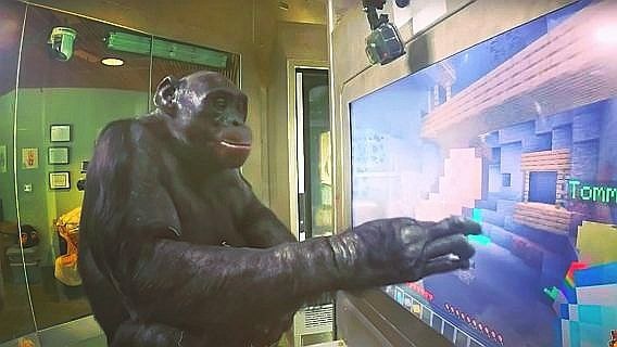 шимпанзе Канзи