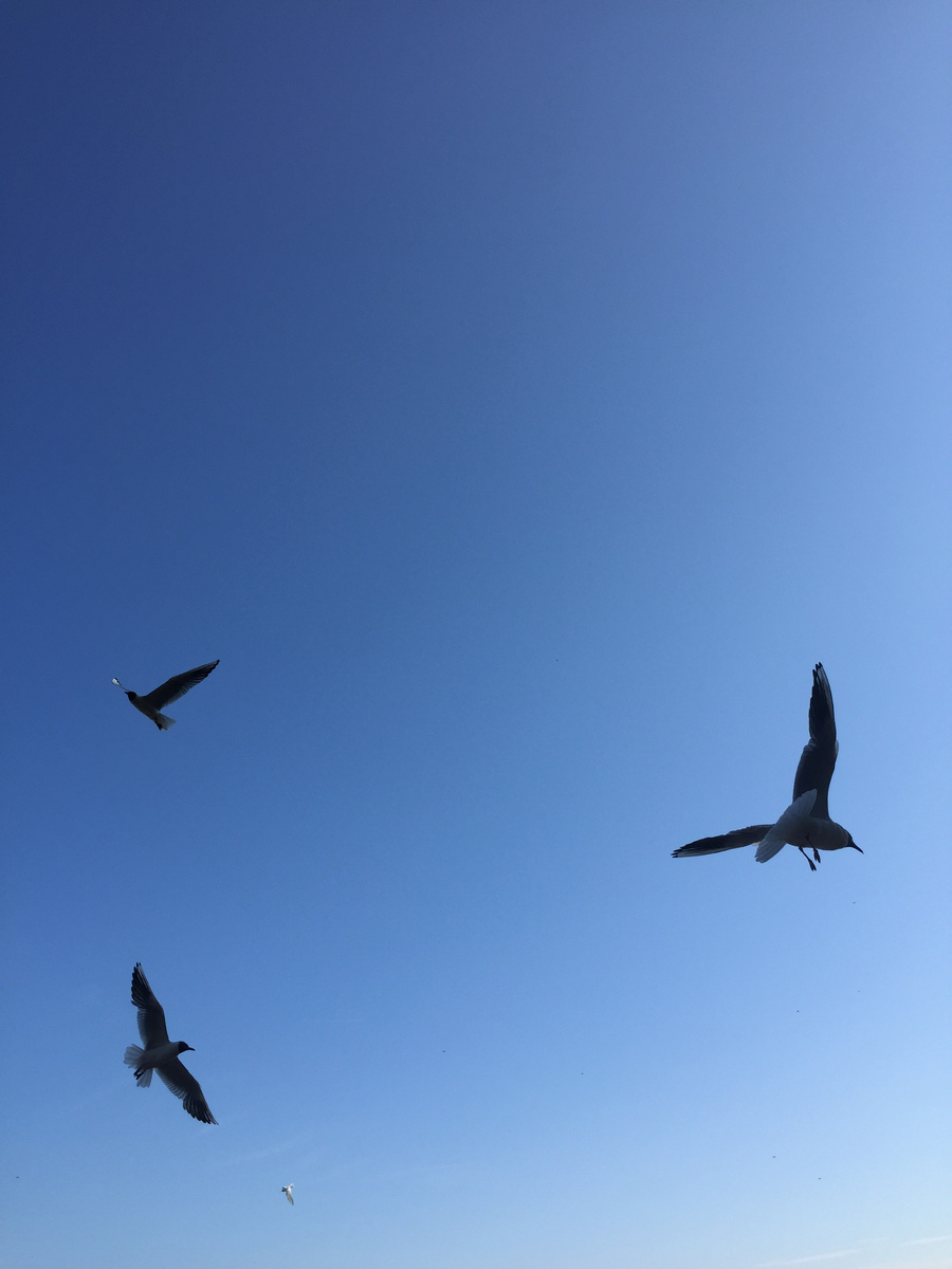 Фото  Елены Стоун