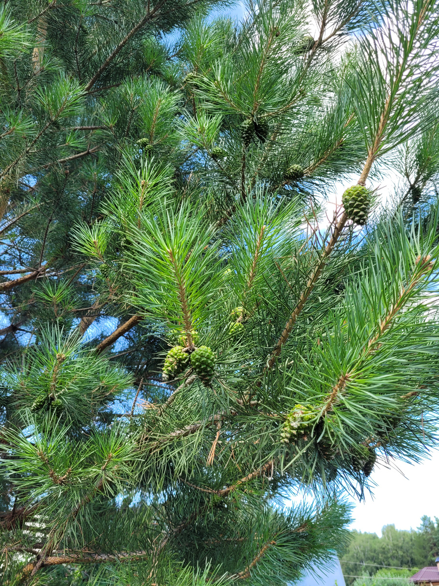 463 цвет. 102 64. Шкаф кухонный бьянка 102. 102 64. Микшерный пульт markus ls 82d.