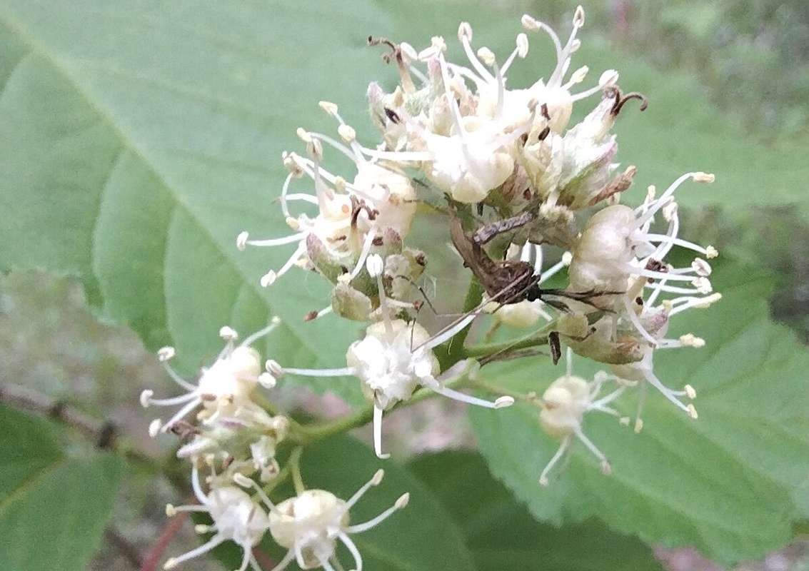    В Ботаническом саду Сургута зацвел клен татарский