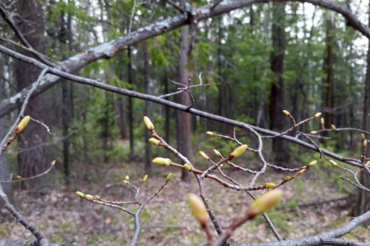    В Пермском крае спасатели вывели из леса двух заблудившихся женщин