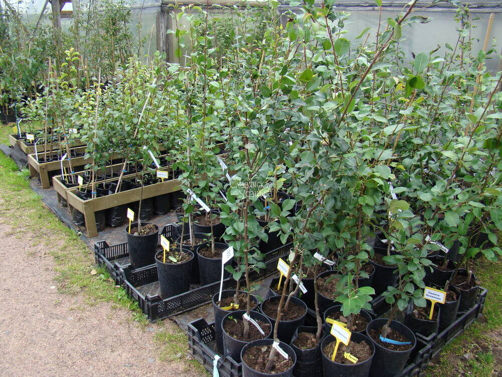 На качество саженца надо обращать особое внимание