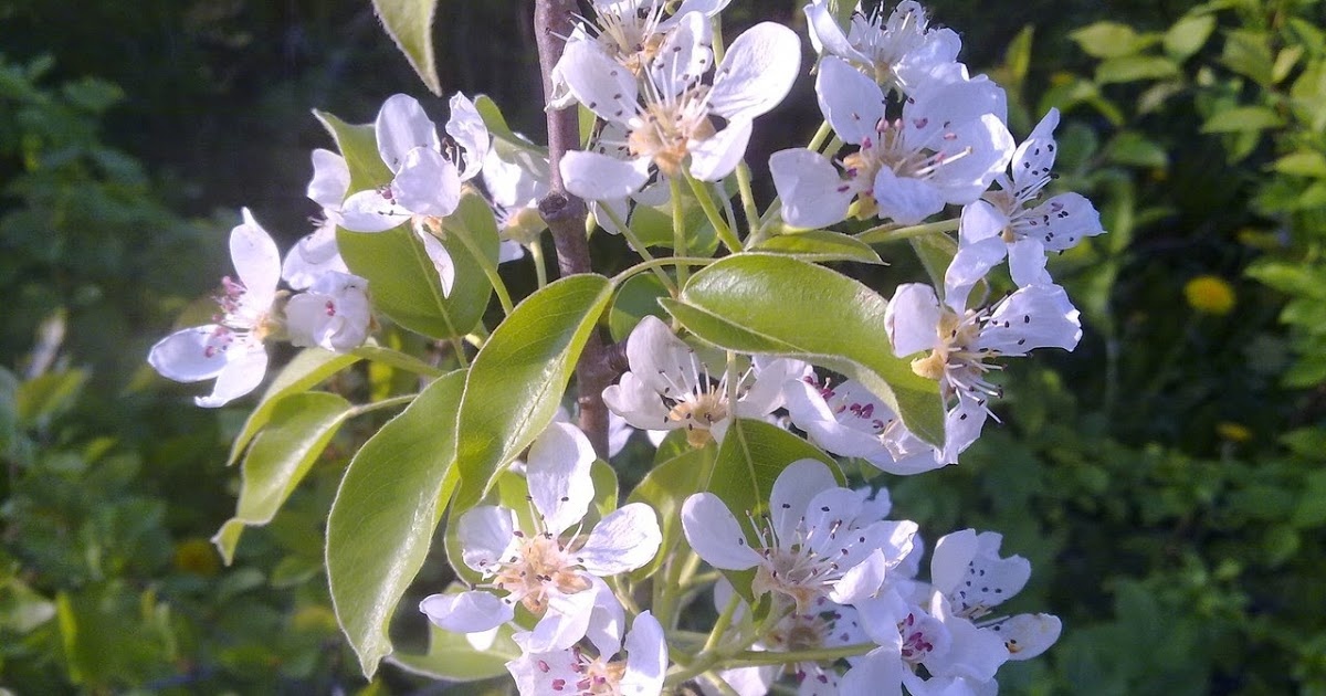 После безошибочной высадки груши очень скоро можно будет увидеть такую красоту