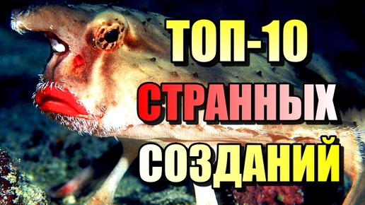 ТОП 10 СТРАННЫХ СОЗДАНИЙ ВОДНОГО МИРА!!!