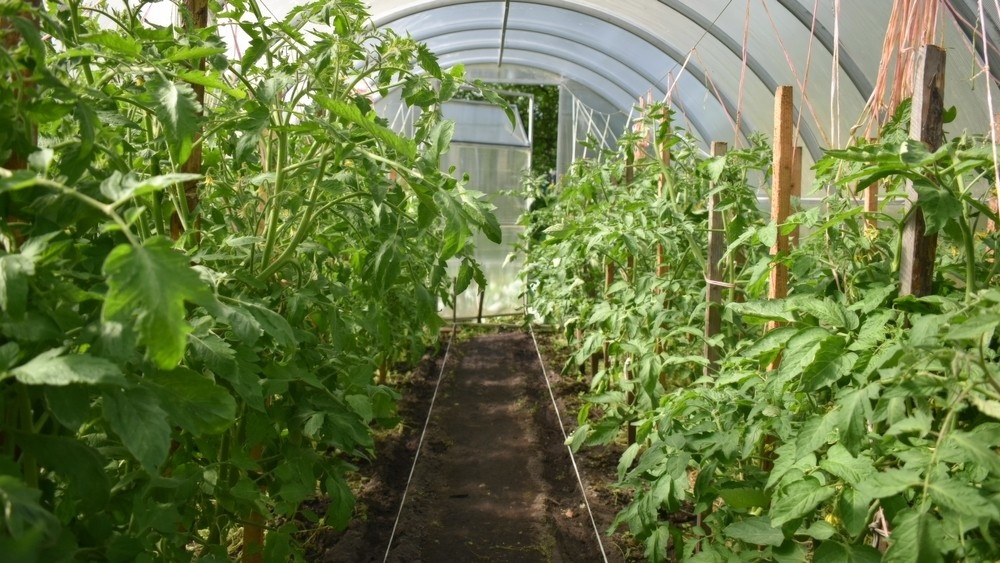    ShutterStock/Fotodom.ru