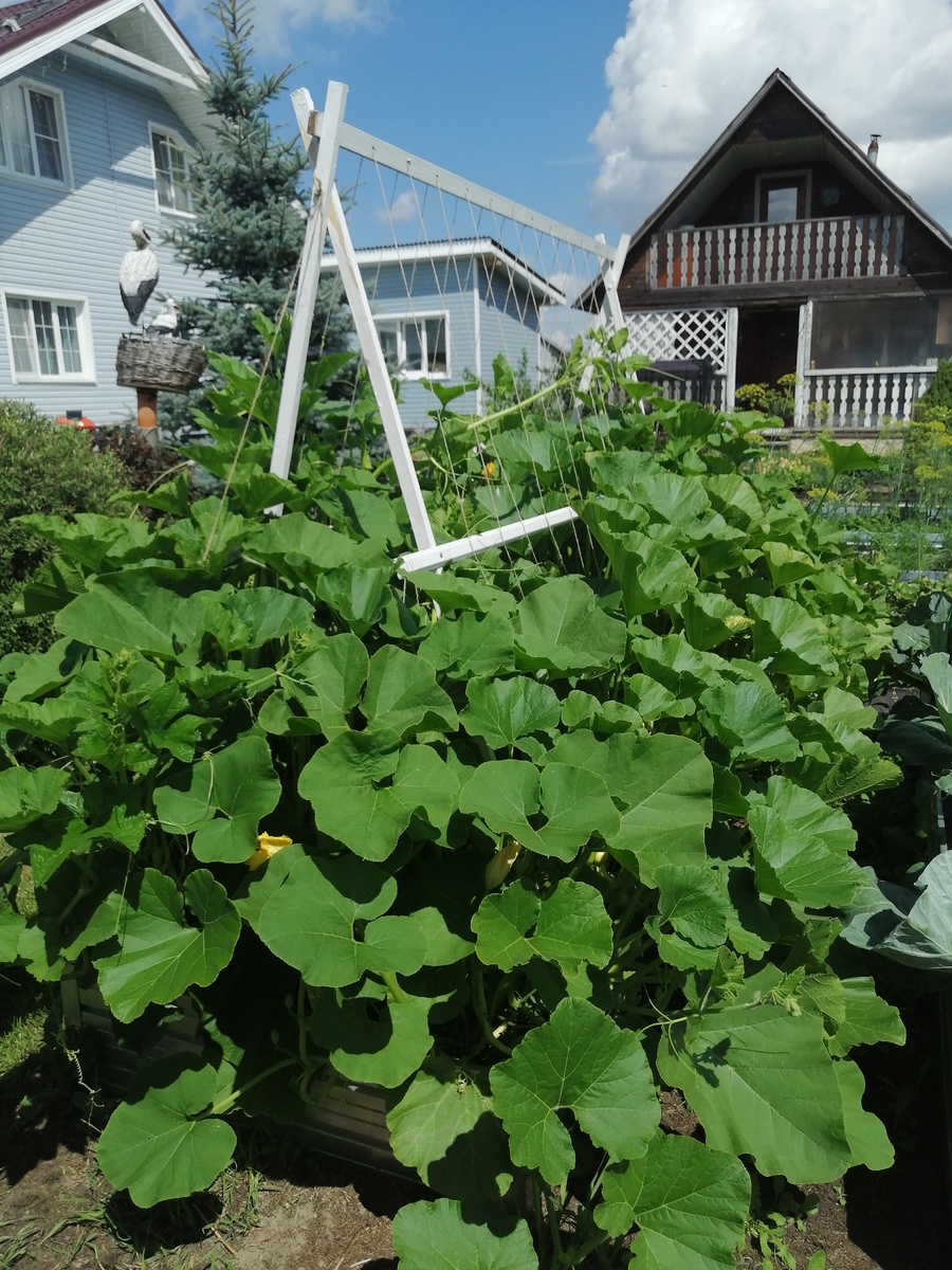 Разрослись не на шутку