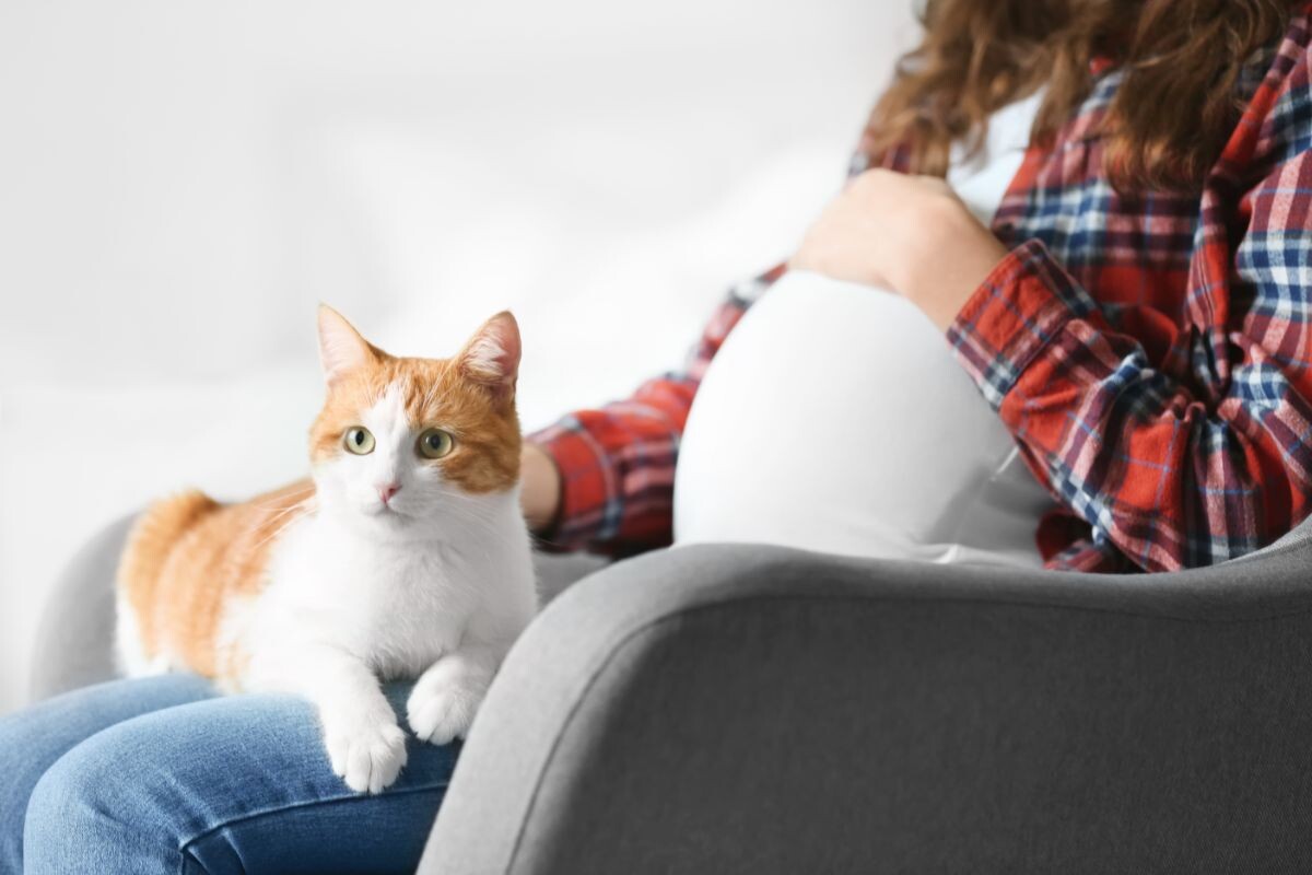 Кошка с беременной женщиной 