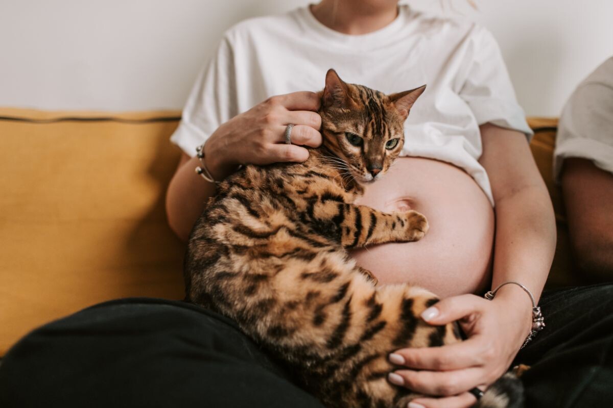 Кошка легла на живот беременной женщине