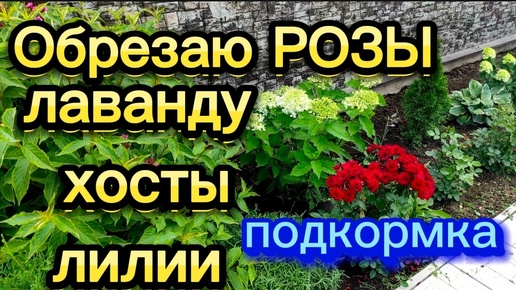 Обрезаю розы, лаванду, хосты...