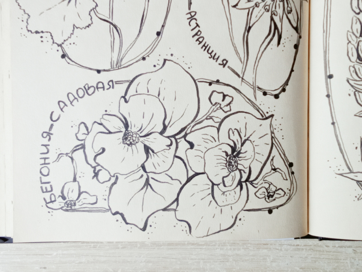 Ботаническая графика: бегония садовая