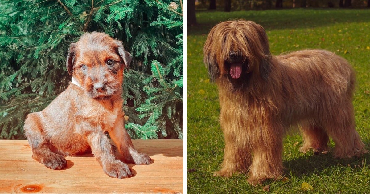 probriard; probriard