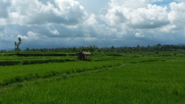 Сгущающиеся тучи над рисовыми полями на Бали 