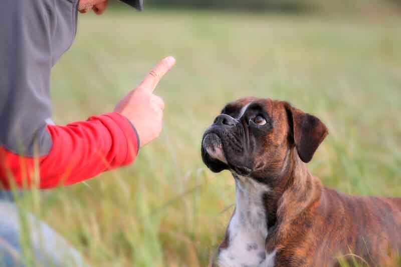 Перевоспитание