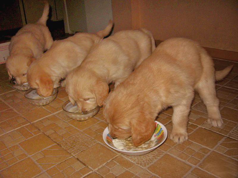 Кто как растет, тот так и ест.