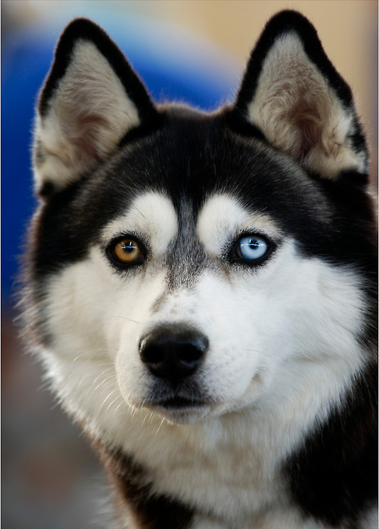  6. Хаски весьма активны, они любят много бегать