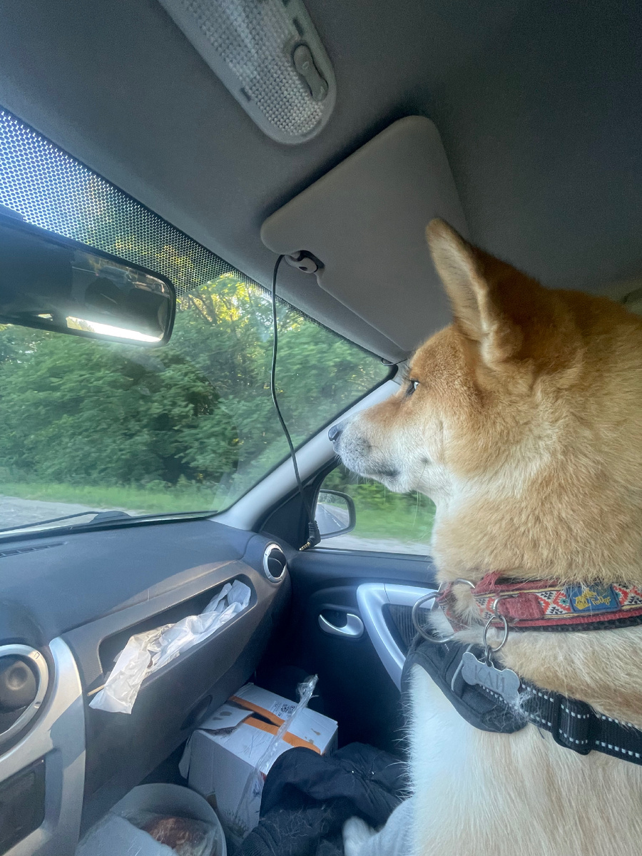 Сосредоточен, несмотря на ведро шашлыка внизу