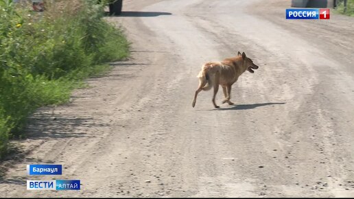 В Барнауле появилась дополнительная группа по отлову бродячих животных