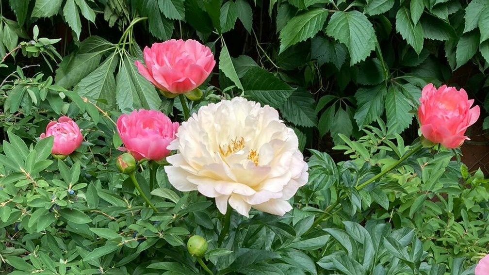 В июне пионы правят балом. Невозможно оторвать взгляда от пышных цветов. 