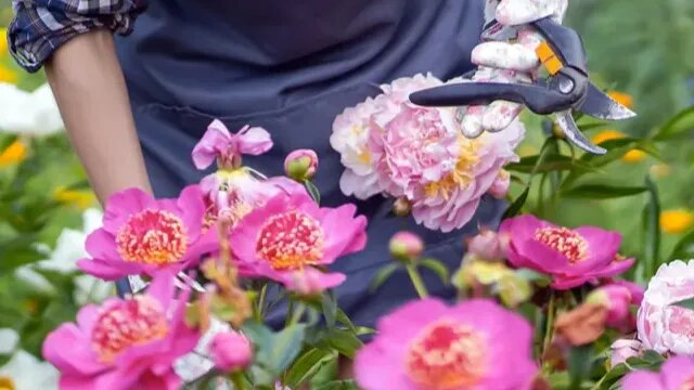 Я не жду, когда лепестки полностью облетят на землю. Как только начинают падать – сразу срезаю стебель. 