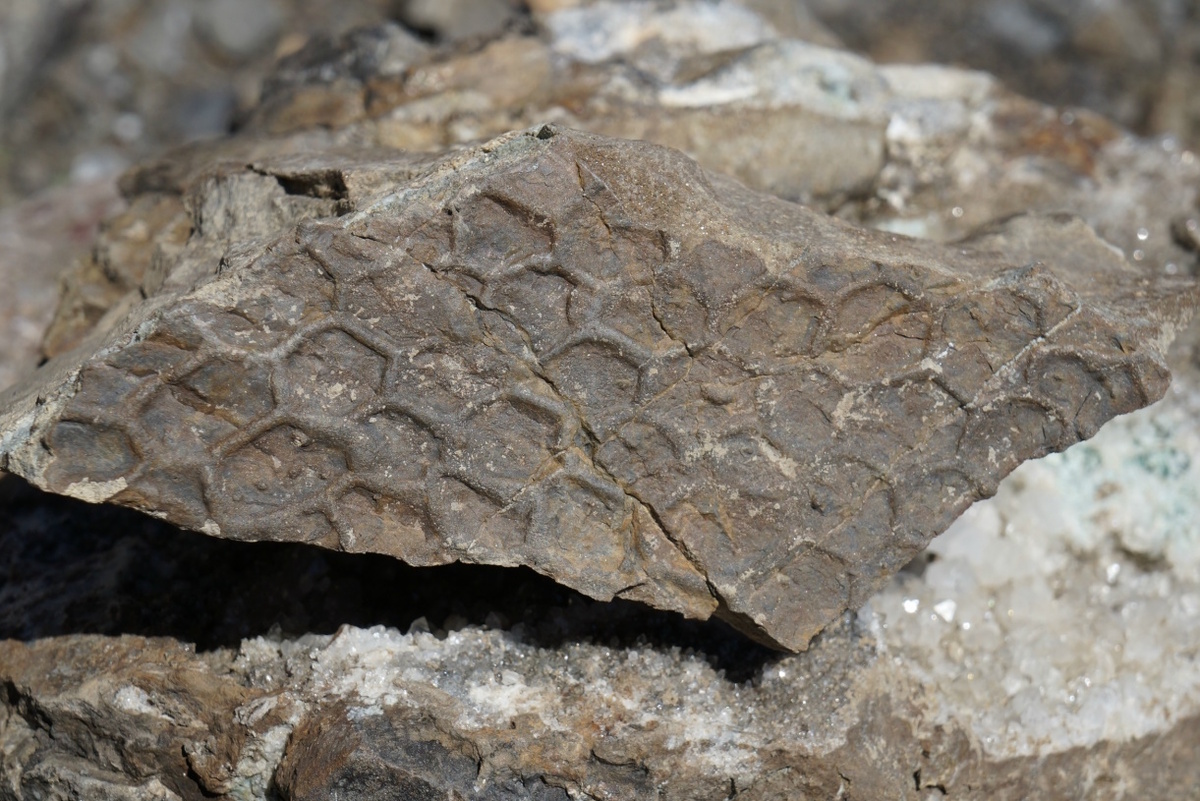 Следы возрастом 40 тысяч лет.
Источник фото: https://img-fotki.yandex.ru/get/6441/104368351.0/0_1f1808_cb97c0ba_orig.jpg