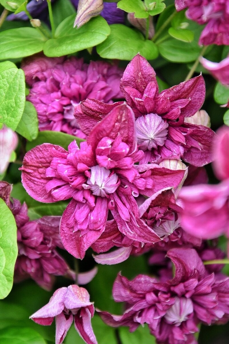 Клематис. Воронежская область в июле