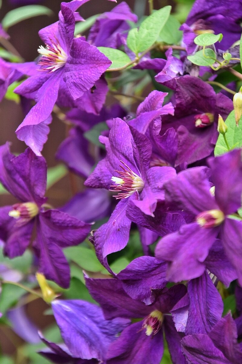 Клематис. Воронежская область в июле