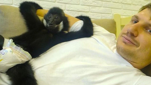 Обезьяна гиббон прожила у новосибирца 5 лет. Почему он сдал её в зоопарк?