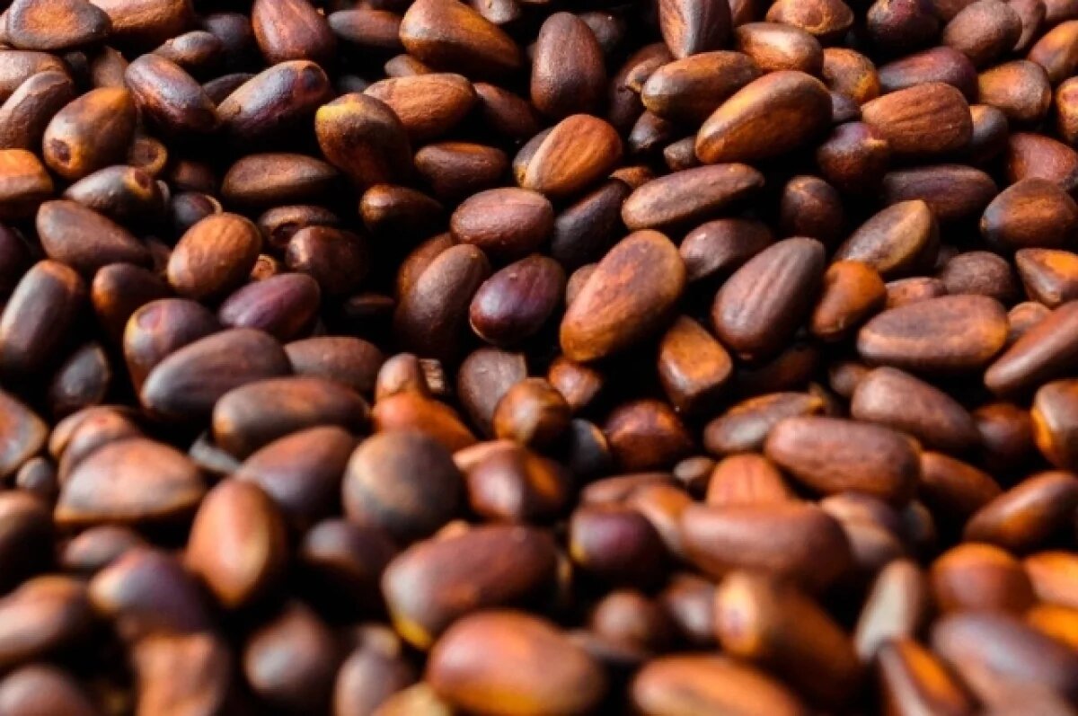    С 17 августа в Кузбассе можно будет заготавливать кедровый орех