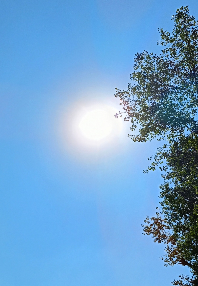 Белое Солнце ☀ Воронежа. 09.30, + 31 °C в тени. Третью неделю такая "история", днём + 35, +36, +37.  "Горшочек не вари! "