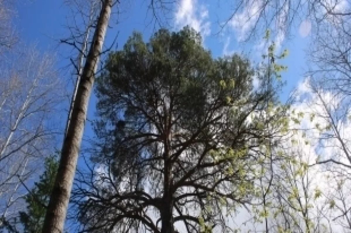    Жителя Палкинского района могут посадить в тюрьму за вырубку деревьев