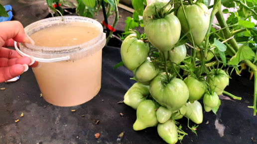 1 литр под куст, важная подкормка в июле для томатов, перцев, огурцов, чтобы увеличить урожай, завязи не опадают, не болеют