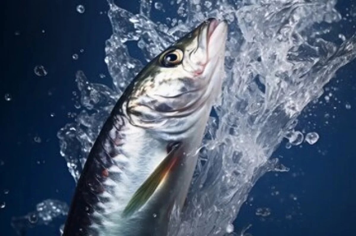    В водохранилище Ростова произошла массовая гибель мелкой рыбы