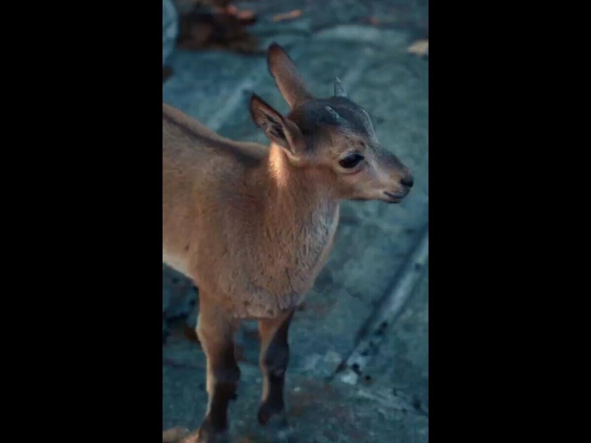    В Московском зоопарке родились 7 детенышей дагестанского тура© Московский зоопарк