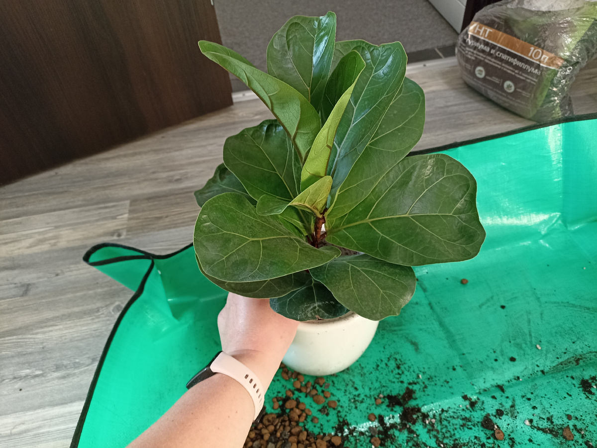 Фикус Лирата уже подрос.