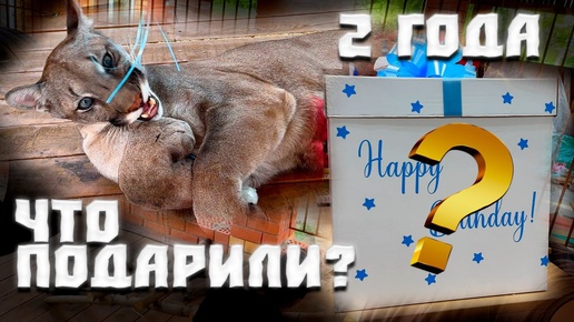 День Рождение пуменка Брэйджа🎁🎈🎊