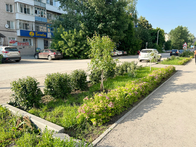 Островок зелени среди асфальта