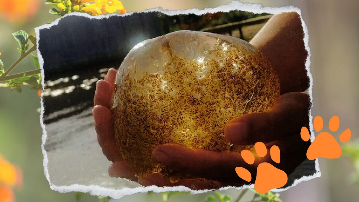 Мшанка из Онежского озера